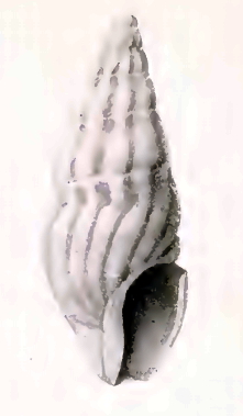 <i>Splendrillia lalage</i> Species of gastropod