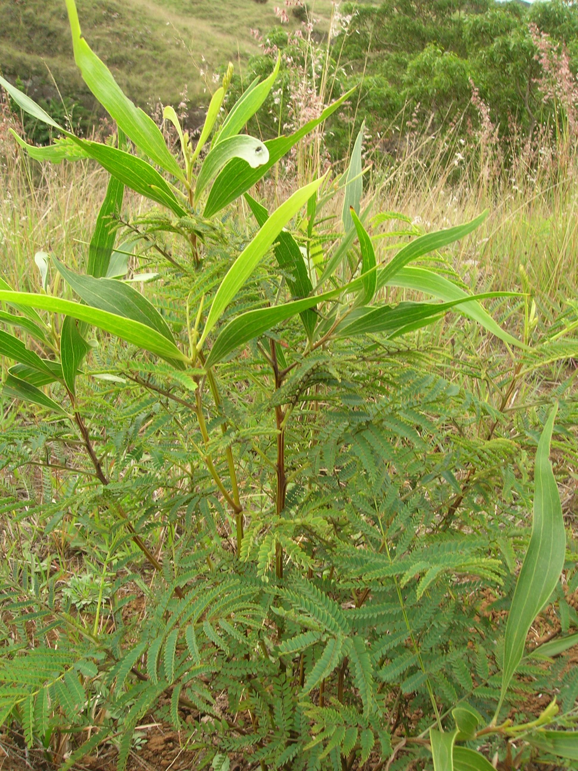 File Starr 051122 5288 Acacia koa  jpg Wikimedia Commons