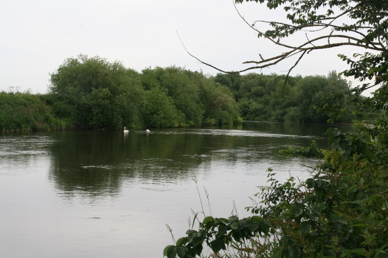 File:Swans on River Trent south of Kelham Bridge - geograph.org.uk - 5818614.jpg