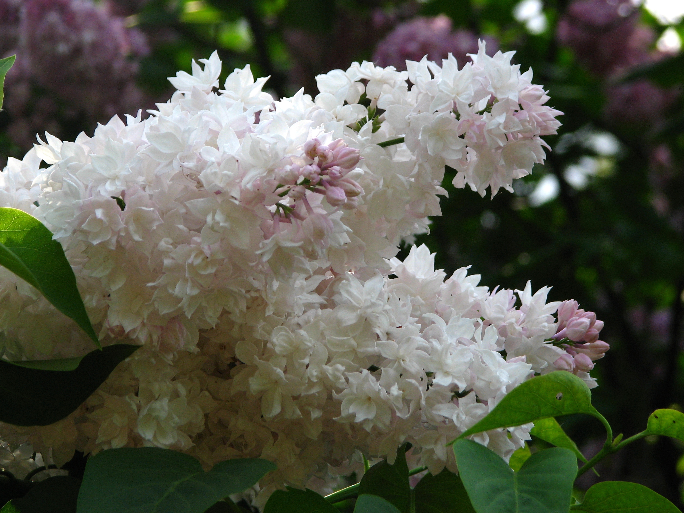 Красавица москвы фото. Сирень обыкновенная Krasawica Moskwy. Syringa vulgaris Beauty of Moscow. Сирень красавица Москвы (Beauty of Moscow). Сирень Рочестер куст.