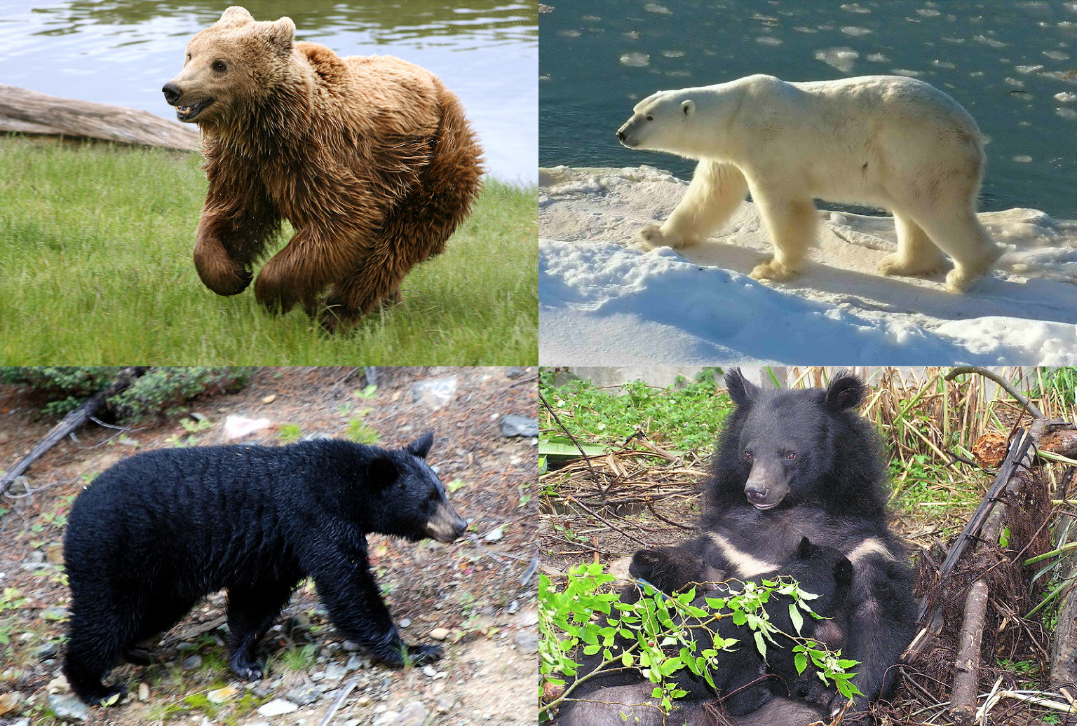 BEAR meaning, definition & pronunciation, What is BEAR?