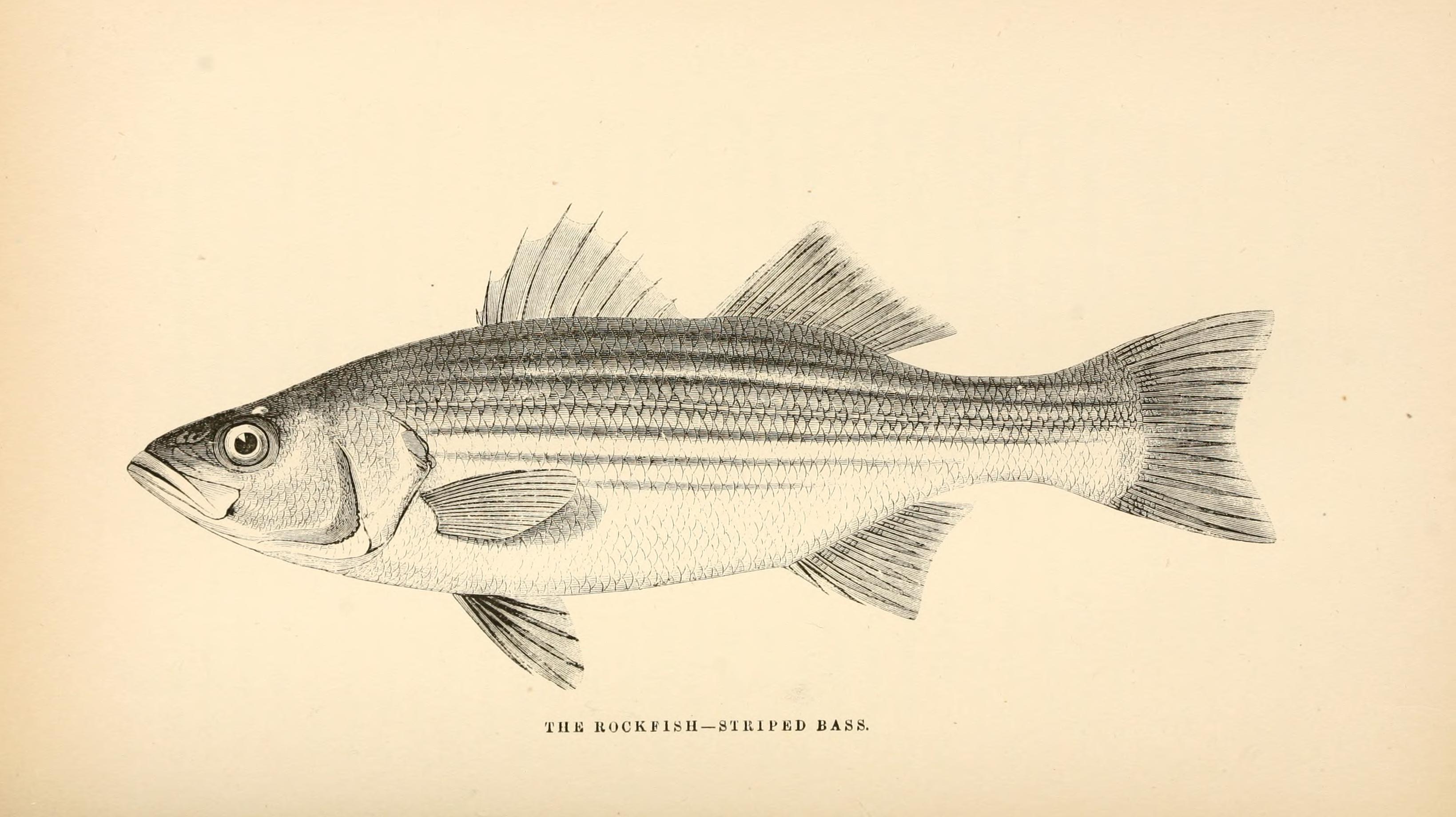 File:The American angler's book - embracing the natural history of sporting  fish, and the art of taking them - with instructions in fly-fishing, fly-making,  and rod-making, and directions for fish-breeding (18111613411).jpg 