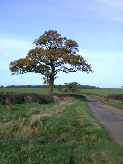 File:Towards Deenethorpe - geograph.org.uk - 78480.jpg