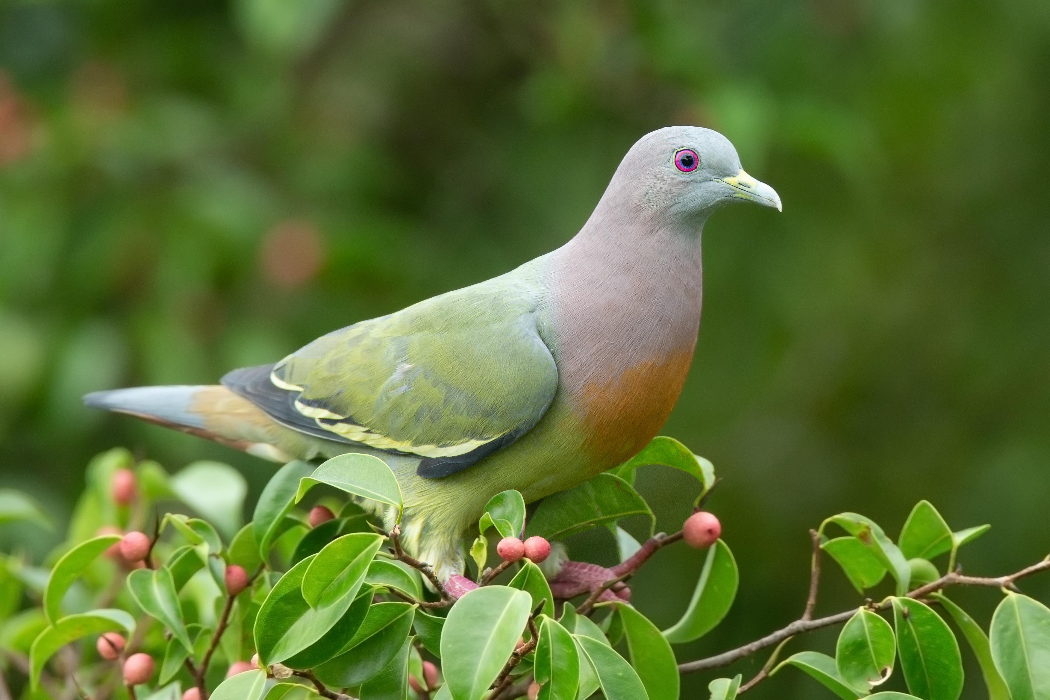 Pigeons, and Dodos (Columbiformes)