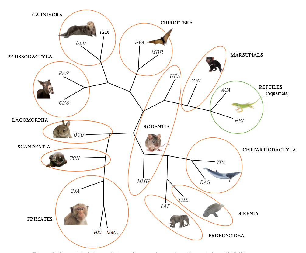 An example unrooted phylogenetic tree. Note that this tree doesn't specify which species is ancestors or which. (credit: 195gupta, CC BY-SA 4.0 <https://creativecommons.org/licenses/by-sa/4.0>, via Wikimedia Commons)