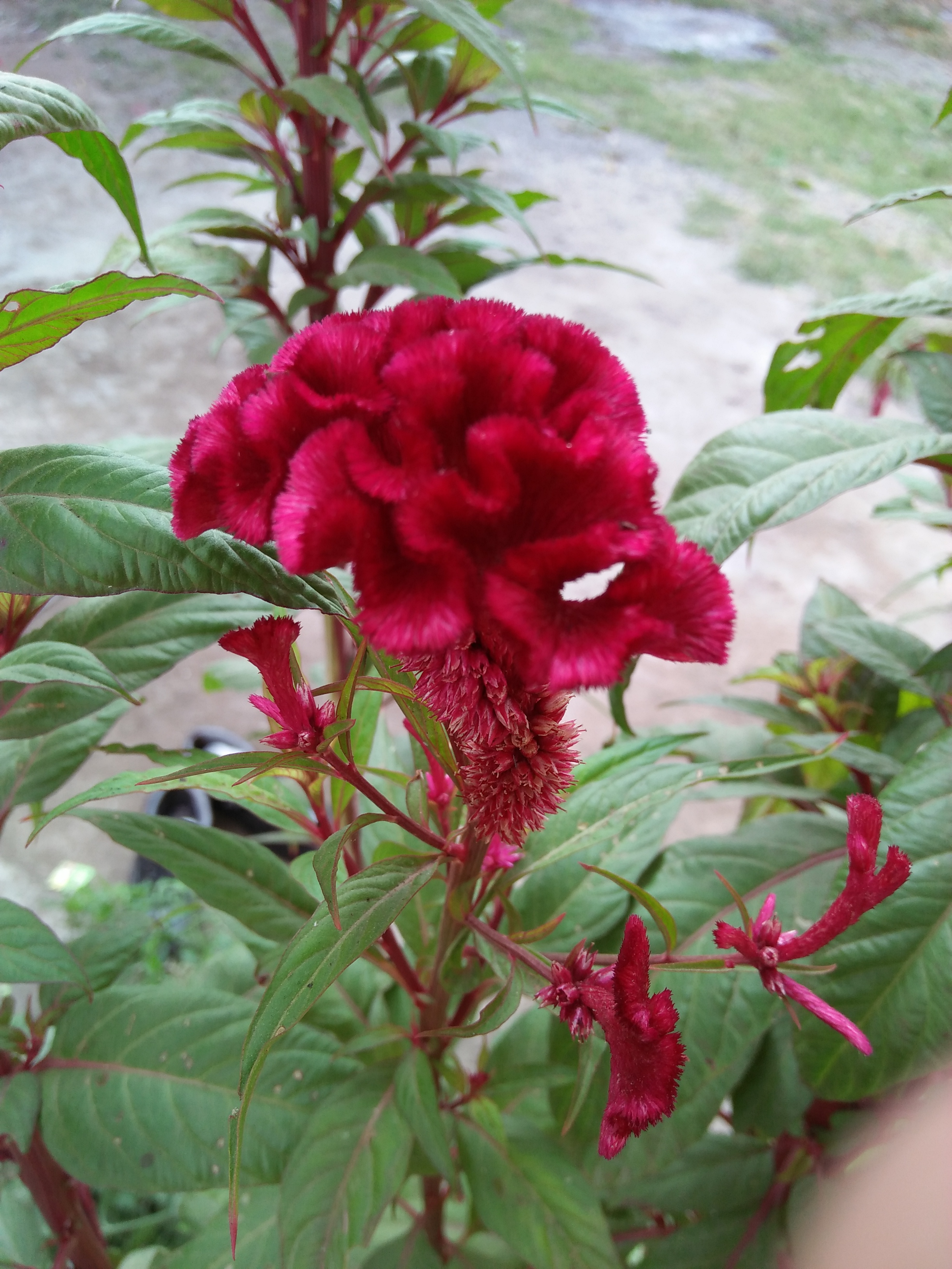 velvet plant