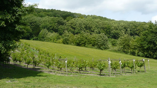 File:Vines at Godstone Vineyard - geograph.org.uk - 1165375.jpg