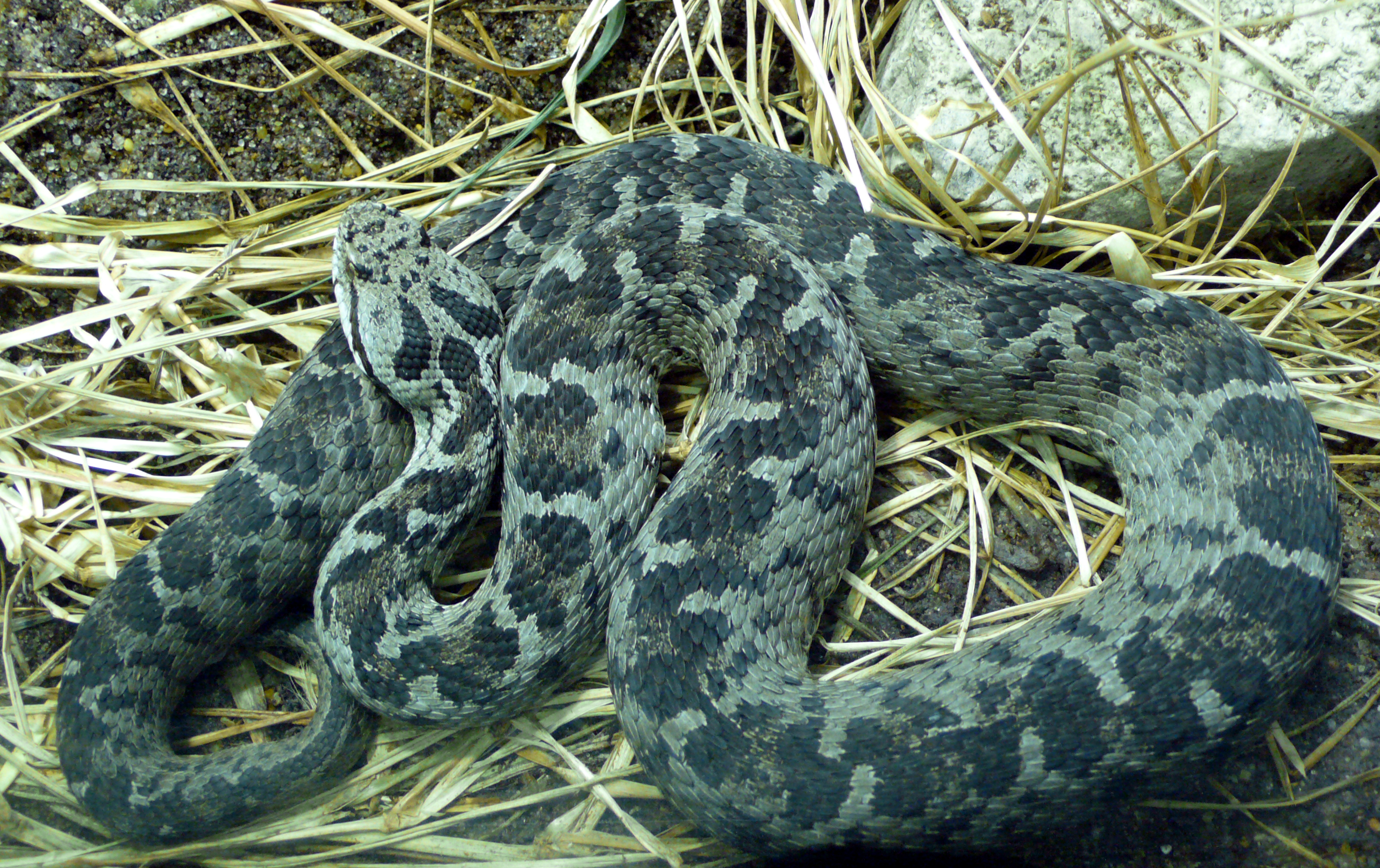 Змеи алтая. Малоазиатская гадюка. Montivipera bulgardaghica. Змеи горного Алтая гадюка. Гадюка Борнмюллера.