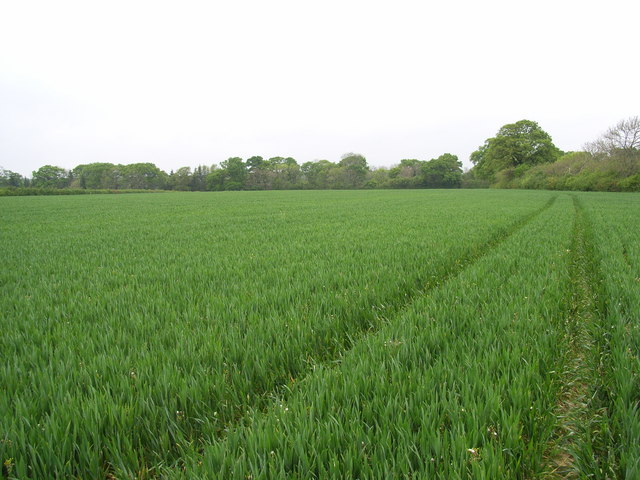 File:Wheat field north of Ryme Intrinseca - geograph.org.uk - 431039.jpg