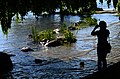'Hochwasser' am Zürichsee - Seefeldquai in Zürich 2013-06-06 18-13-55.JPG