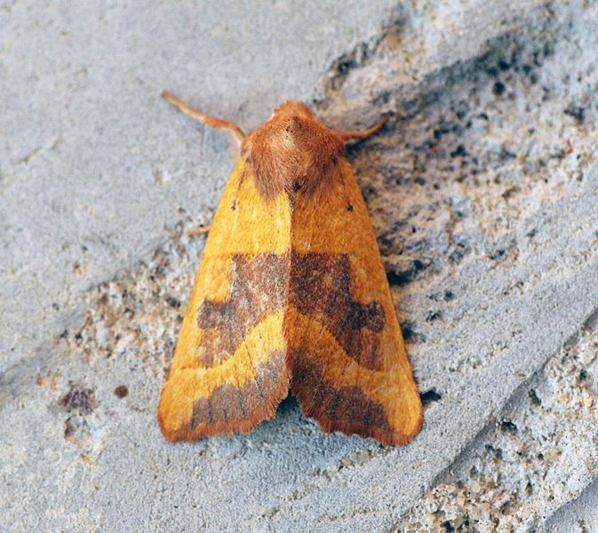 File:(2269) Centre-barred Sallow (Atethmia centrago) - Flickr - Bennyboymothman.jpg