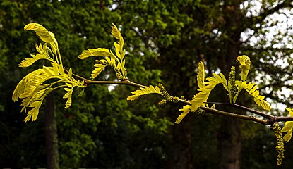 Gleditsia triacanthos ‘Sunburst’ - Feuilles et inflorescences immatures