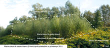 Plantation de bosquets de macropieux de saules blancs sur des massifs de renouées asiatiques testée sur l’île de Malourdie (2010-2011) et située sur l'aménagement de la Compagnie nationale du Rhône de Chautagne.