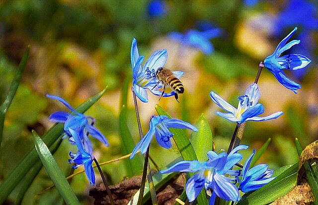 Бджола́ медоно́сна (Apis mellifera) в березні на пролісках