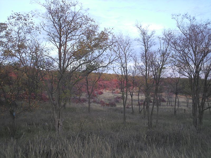 File:Осенний лес.JPG