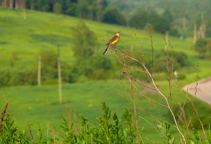 File:Птичка-невеличка - panoramio.jpg