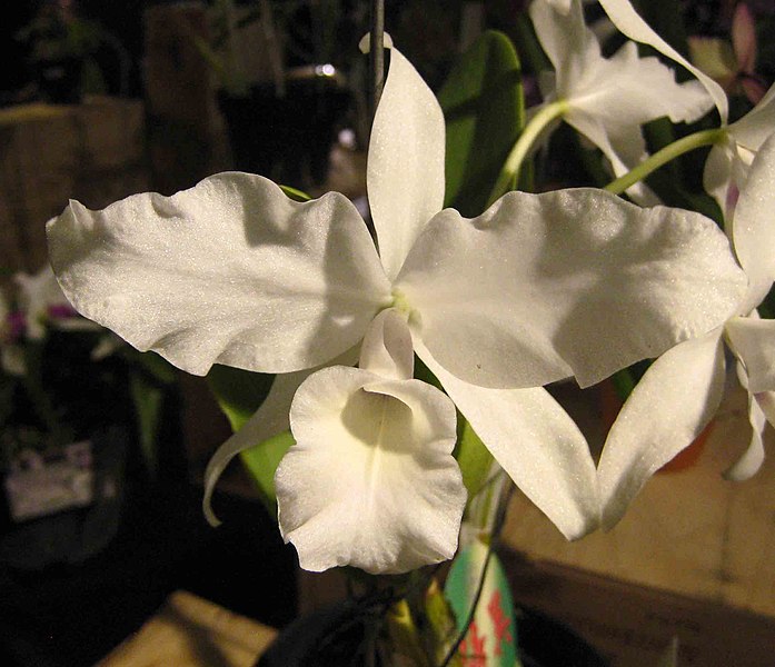 File:卡特蘭屬 Cattleya skinneri v alba -香港蘭花節 Hong Kong Orchid Festival- (16739968980).jpg