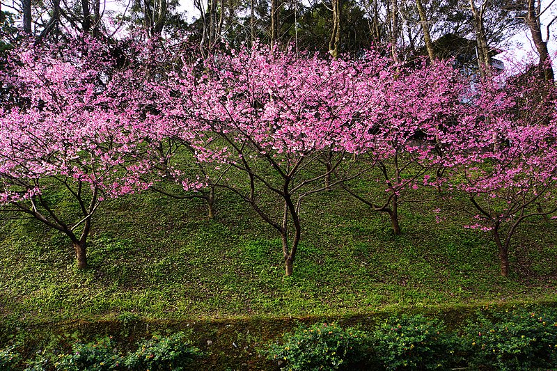 File:櫻花 Cherry blossoms - panoramio (2).jpg