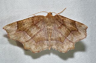 <i>Metarranthis indeclinata</i> Species of moth