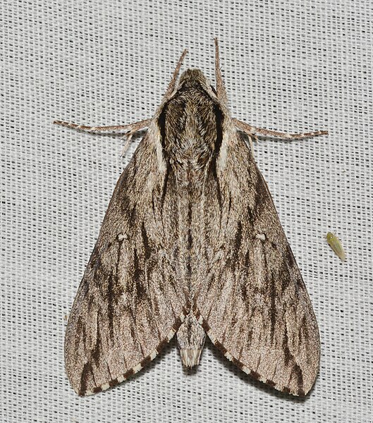 File:- 7793 – Paratrea plebeja – Plebeian Sphinx Moth (43741540784).jpg