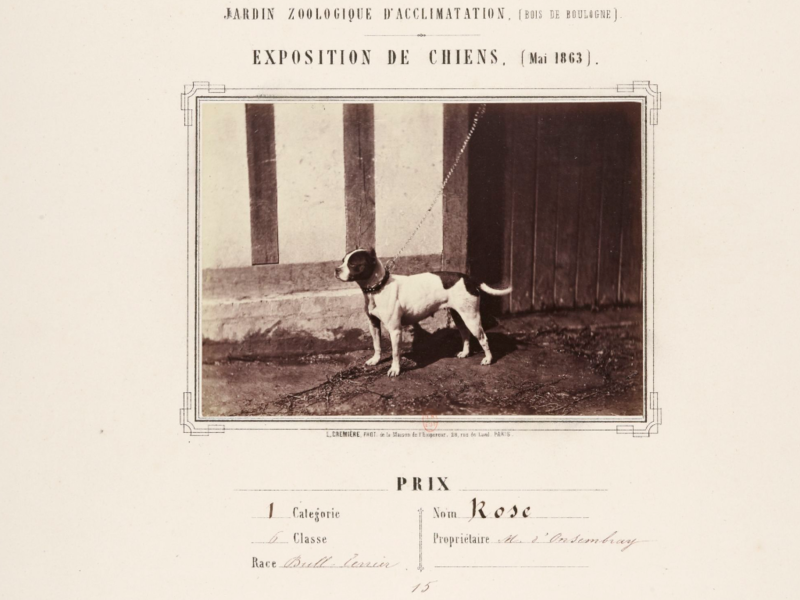 File:01. Bull and Terrier, Paris 1863.png