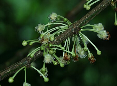 Tập_tin:12578-Garcinia_macrophylla-Cacuri.jpg