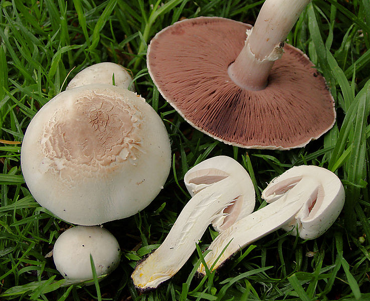 File:2010-11-13 Agaricus xanthodermus Genev 120348 crop.jpg