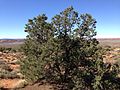 2013-09-23 10 35 42 Pinus edulis on the northeast edge of the Salt Valley in Arches National Park.JPG