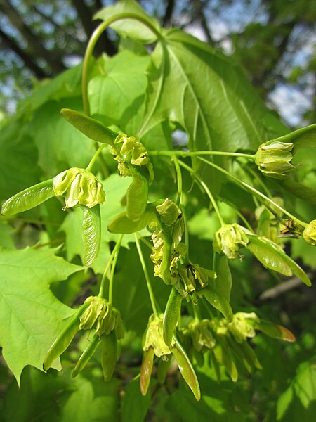 File:20130429Acer platanoides3.jpg