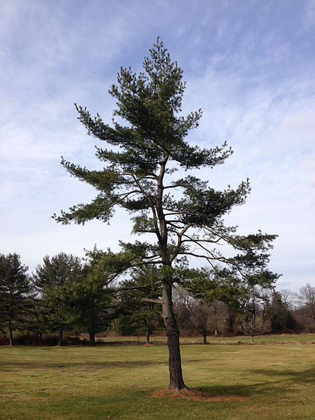 File:2014-12-30 11 36 16 Eastern White Pine along Lower Ferry Road (Mercer County Route 643) in Ewing, New Jersey.JPG