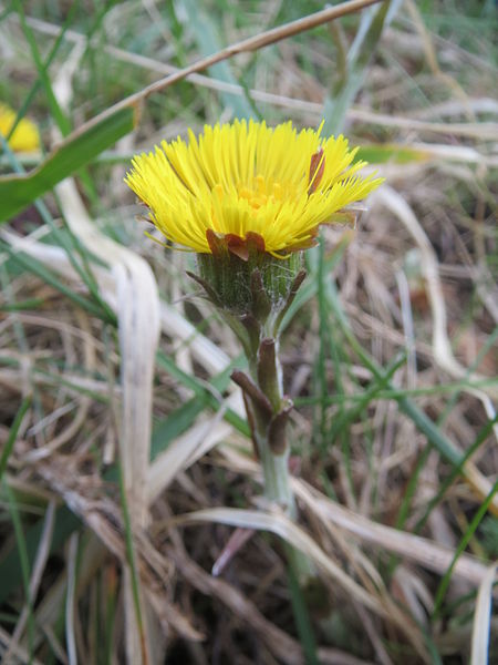 File:20140324Tussilago farfara2.jpg