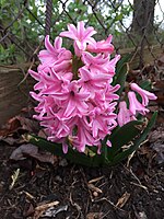 2015-04-10 07 43 16 Pink hyacinths on Hoga Road in Sterling, Virginia.jpg