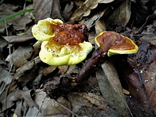 2017-08-20 Ganoderma sichuanense J. D. Zhao & X. T. Zhang 776750.jpg