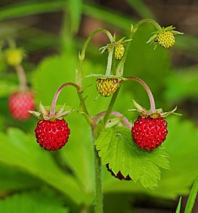 Wild strawberry - Fragaria vesca