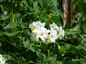 Kartoffelblüten, Kartoffelblüten der Kartoffelsorte Annabelle (Kartoffel)