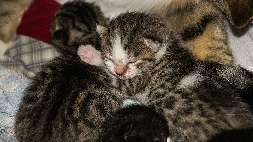 11 day old kittens