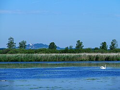 (NSG:BW-4.019)_Federsee. Federsee, Bussen, Schwan