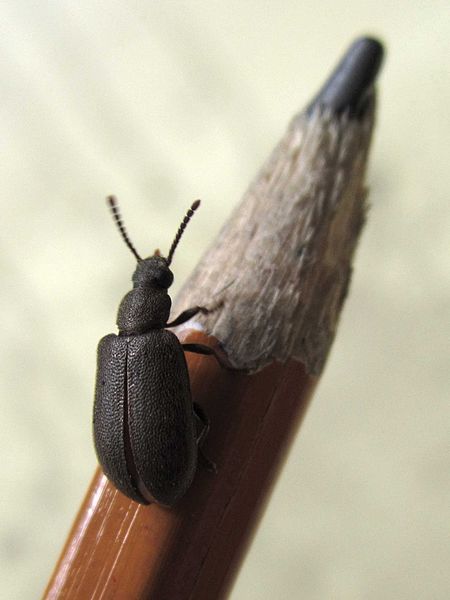 File:A Luprops beetle resting on a pencil (Tenebrionidae, Coleoptera).jpg