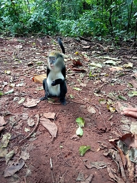 File:A Monkey at Buabeng Monkey Sanctuary 3.jpg