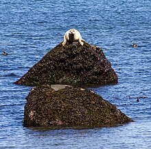 Een gewone zeehond in rust in het Parc du Bic.