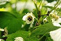 A bee bumbles for pollen (7520475178).jpg