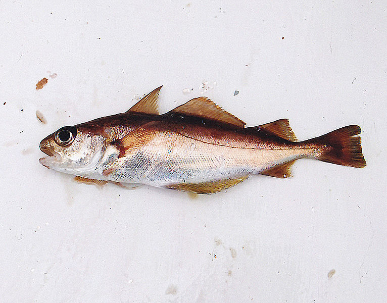 File:A large poorcod caught in Ireland.jpg