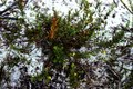 Acacia baueri on Wallum heathlands, Lennox Head, New South Wales.