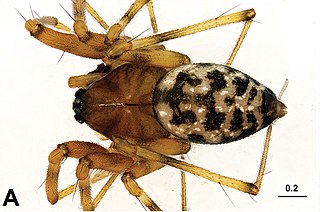 <i>Acanoides</i> Genus of spiders