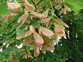 Thumbnail for Acer stachyophyllum