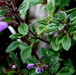 Le foglieClinopodium alpinum