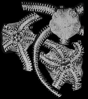 <i>Acrocnida</i> Genus of echinoderms