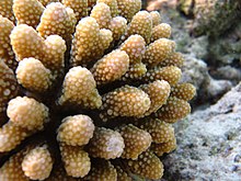 Acropora globiceps