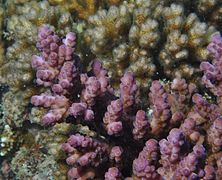 Vista de coralitos de A. loripes, isla Poruma, Estrecho de Torres, Australia