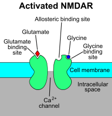 The NMDA receptor acts as a coincidence detector that requires the binding of multiple ligands (e.g., glutamate and glycine, as depicted here) for activation. Activated NMDAR.svg